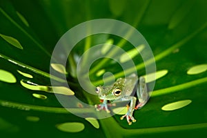 Frog sitting on the big green leave. Beautiful frog in the night. Olive Tree Frog, Scinax elaeochroa, from Costa Rica forest. Trop