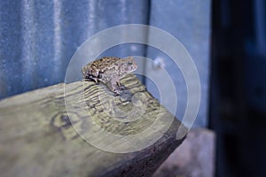 Frog sitting on a brown log