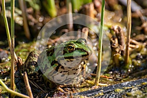 A frog sitting in the garden