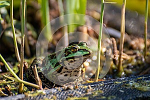 A frog sitting in the garden