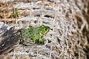 A frog sitting in the garden