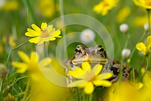 Frog sitting in the grass created with ai