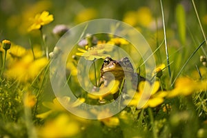 Frog sitting in the grass created with ai