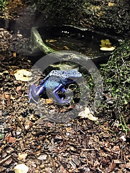 A frog is sitting on the ground in front of a small pond