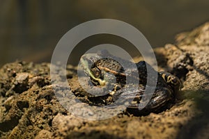 Frog sitting on the ground