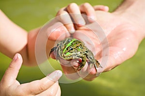 Frog sitting on a human hand