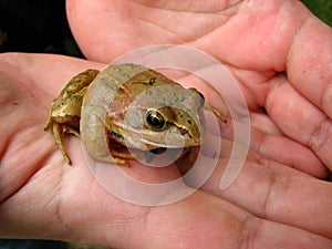 The frog is sitting in human palms.