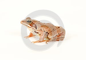 Frog sitting isolated on white