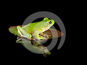 Frog sitting on leaf