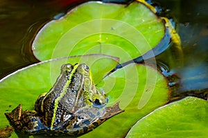 Frog sitting on a lily pad in the pond