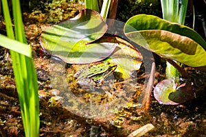 Frog sitting on a lily pad in the pond