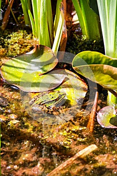 Frog sitting on a lily pad in the pond