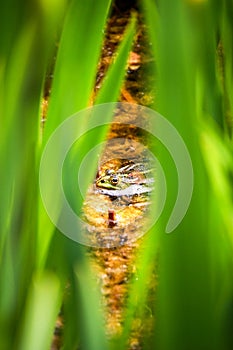 Frog sitting on a lily pad in the pond