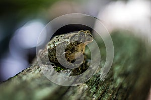 Frog sitting on a log