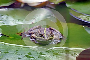 frog sitting on a lotus leaf in a pond