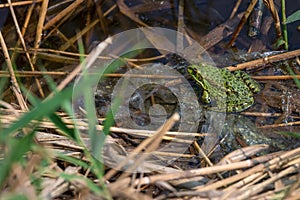 Frog sitting on polyethylene