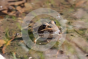 Frog sitting in pond water close up