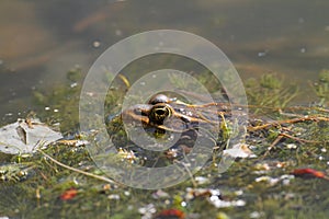 frog sitting in pond water close up