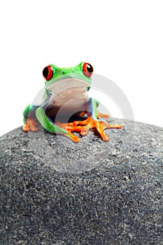 Frog sitting on rock isolated on white