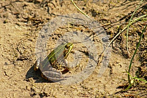 Frog sitting in the sun on the soil next to the pond - Anura