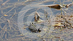 A frog sitting in the water and croak