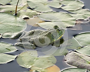 Frog photo stock.Frog sitting on a water lily leaf in the water displaying green body, head, legs, eye in its environment and
