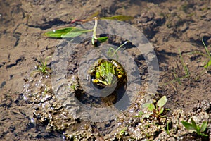 Frog sitting in the water and looking at camera, Pelophylax esculentus or Teichfrosch