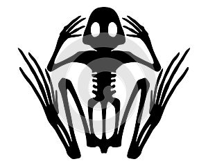 Frog skeleton