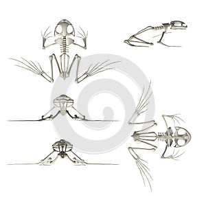 Frog skeleton
