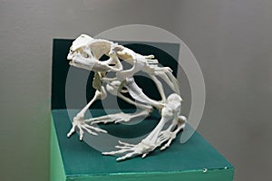 Frog skeleton