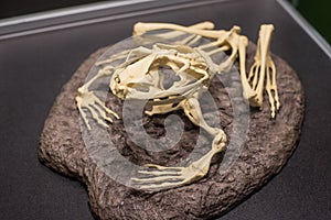 Frog skeleton