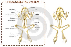 Frog - skeleton