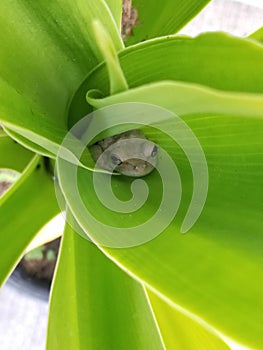 Frog sleeping in a leaf
