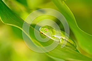 Frog sleeping on the leaves in the nature habitat in Corcovado, Costa Rica. Amphibian from tropic forest. Agalychnis callidryas, R