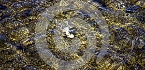 Frog sleeping underwater at Bizzard Island