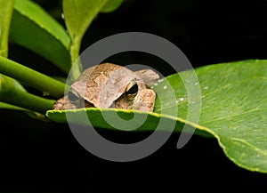 Frog /a small toad