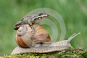 Frog on snail