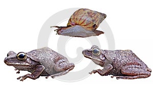 Frog and snail isolation