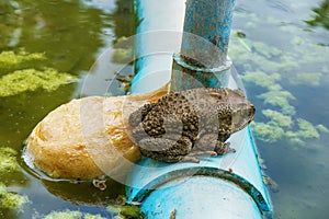 Frog spawn