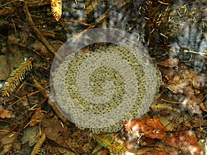 Frog spawn