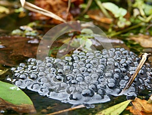 Frog Spawn