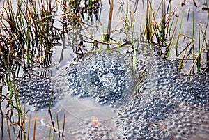 Frog spawn