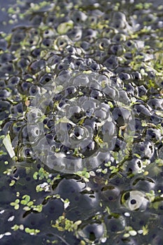 Frog spawn