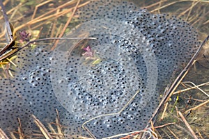 Frog Spawn