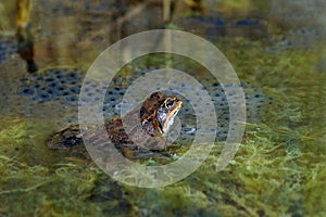 Frog with spawn