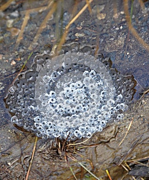 Frog spawn