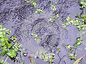 Frog spawn