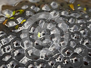 Frog Spawn