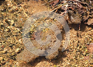 Frog spawn in a brook