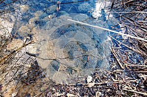 Frog spawn clusters at early spring time in natural ambiance in the pond with reflection of the clouds